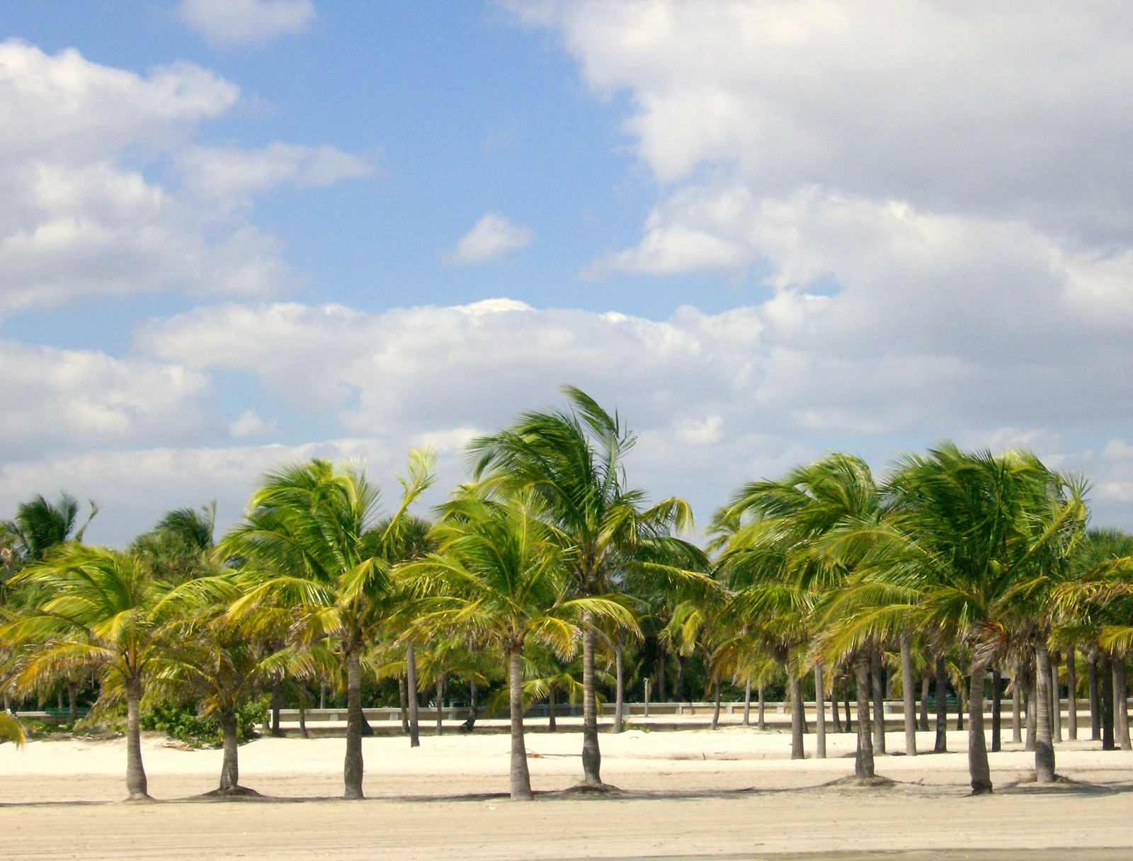 Coconut palms at Crandon Park, Key Biscayne, Florida